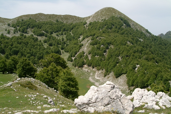 Geranium austroapenninum (=G.cinereum) / Geranio cenerino